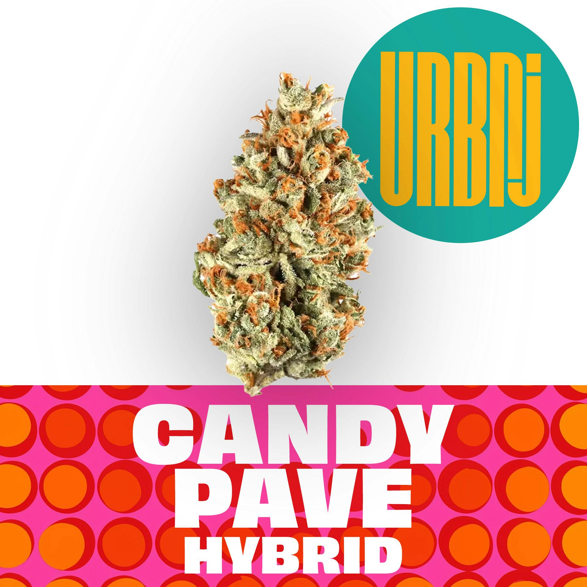 URBNJ -  Flower - Candy Pave