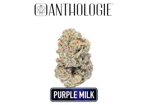 Anthologie - 3. Flower - Purple Milk
