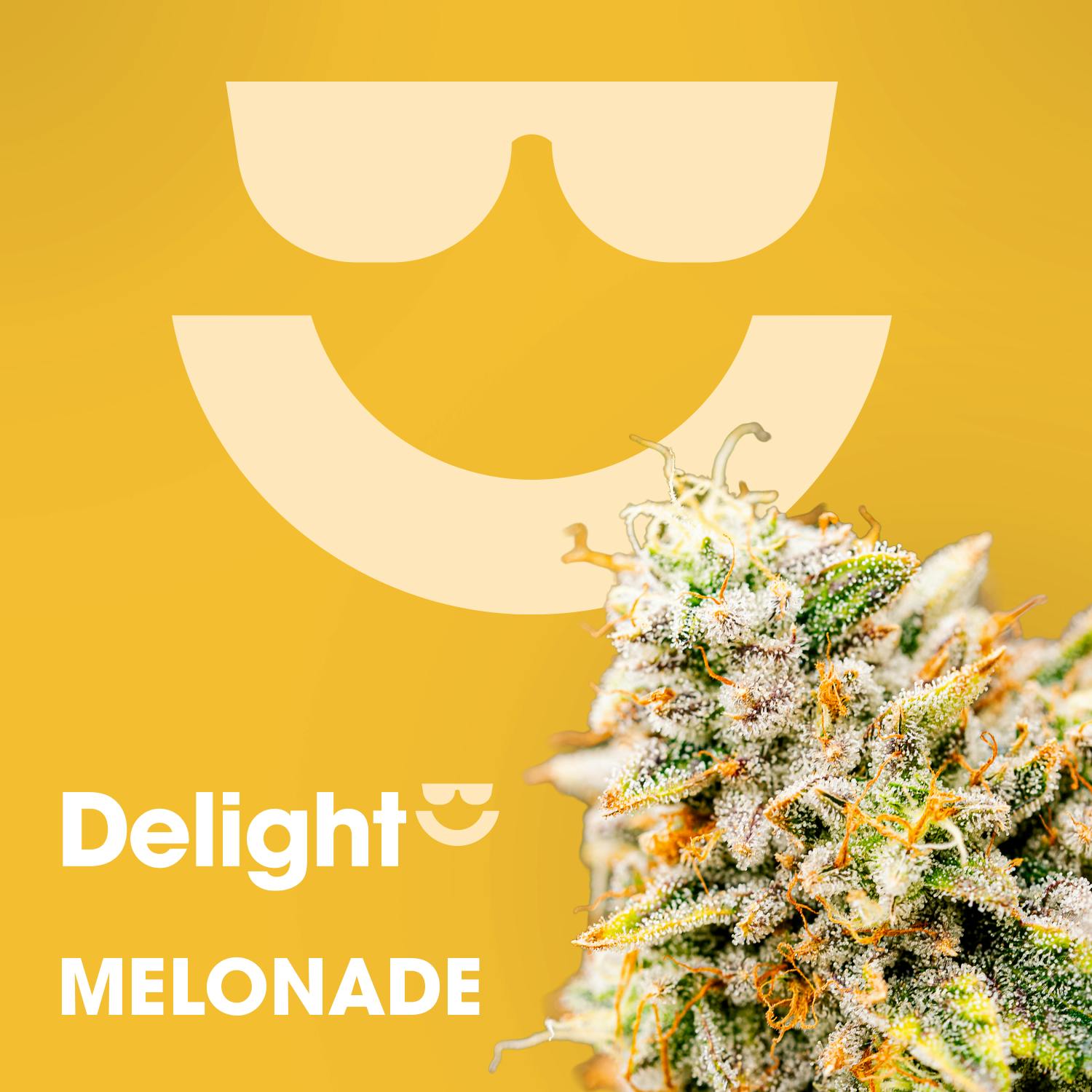 Melonade | 3.5g Flower