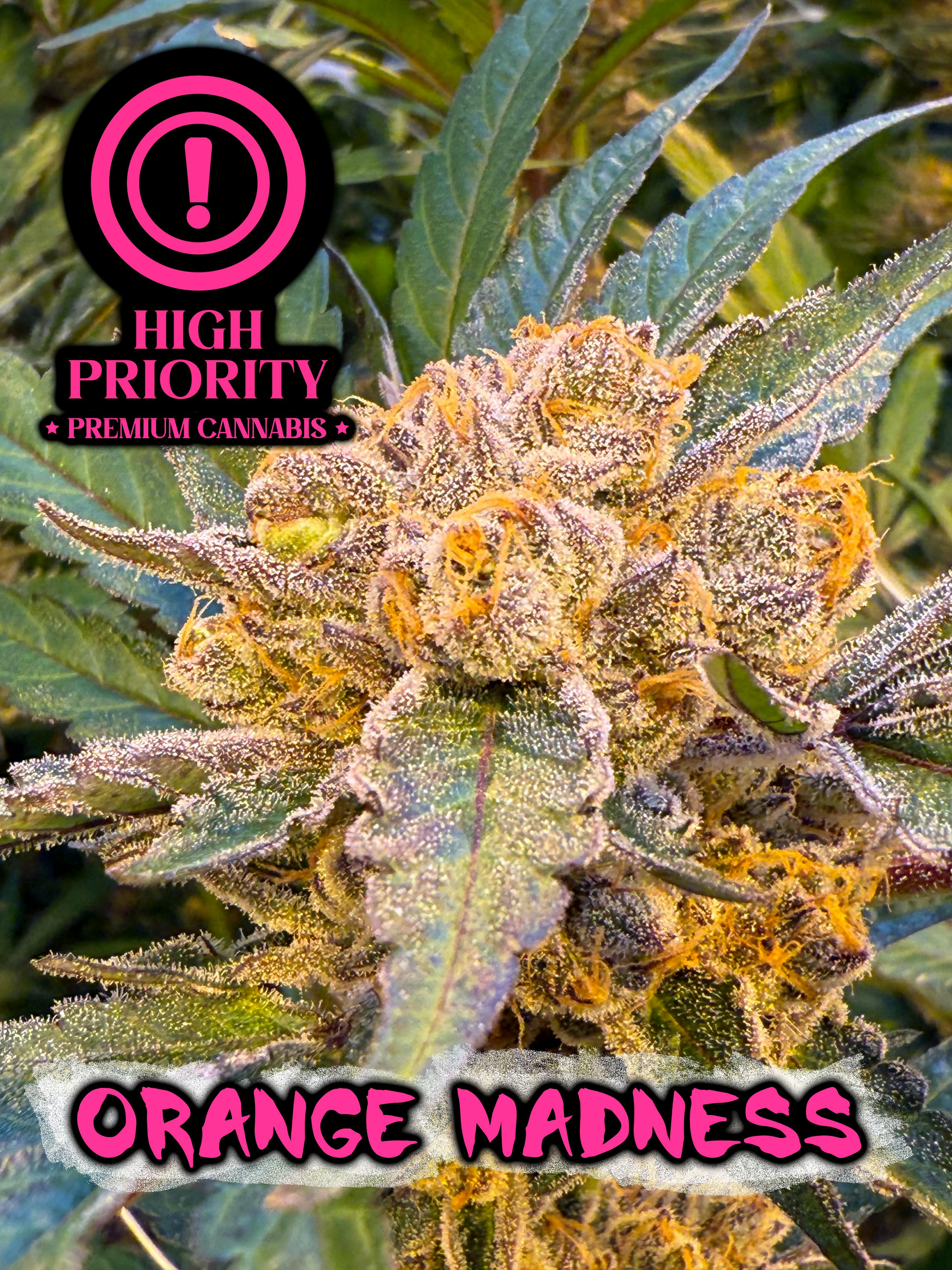 High Priority | Orange Madness | Flower | Hybrid | 3.5g - 3.5g