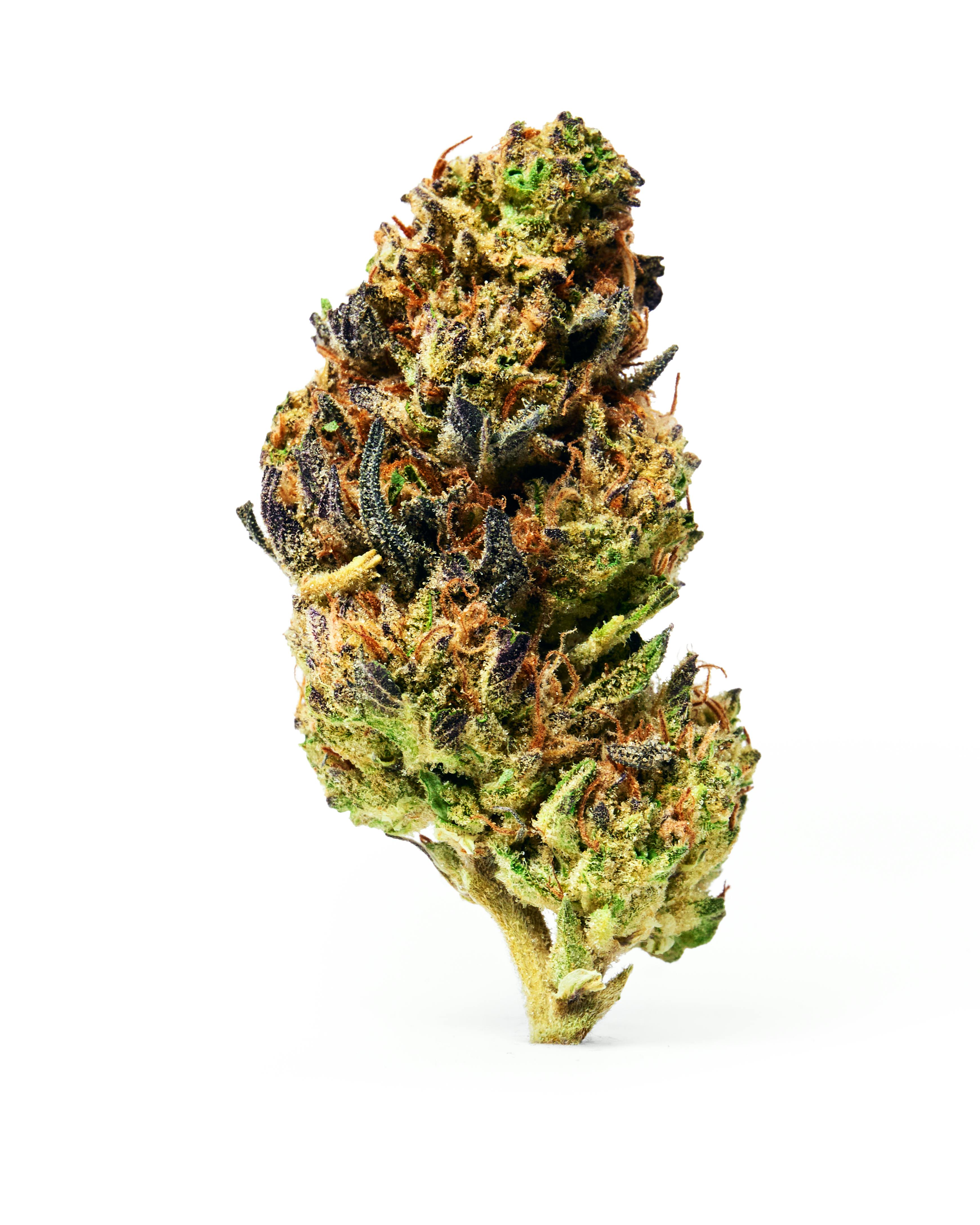Dada Daily | Govt Oasis | Flower | Hybrid | 3.5g