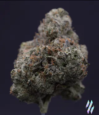 Milkweed - Nino Brown (Indoor Hydroponics) - 3.5g