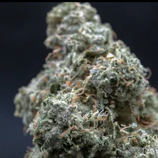 Milkweed - Frog Poison (Indoor Hydroponics) - 3.5g