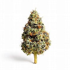NL x Skunk 3.5g - Space Mountain Gold -16.2% - Indica Hybrid - 3.5g in Jackson
