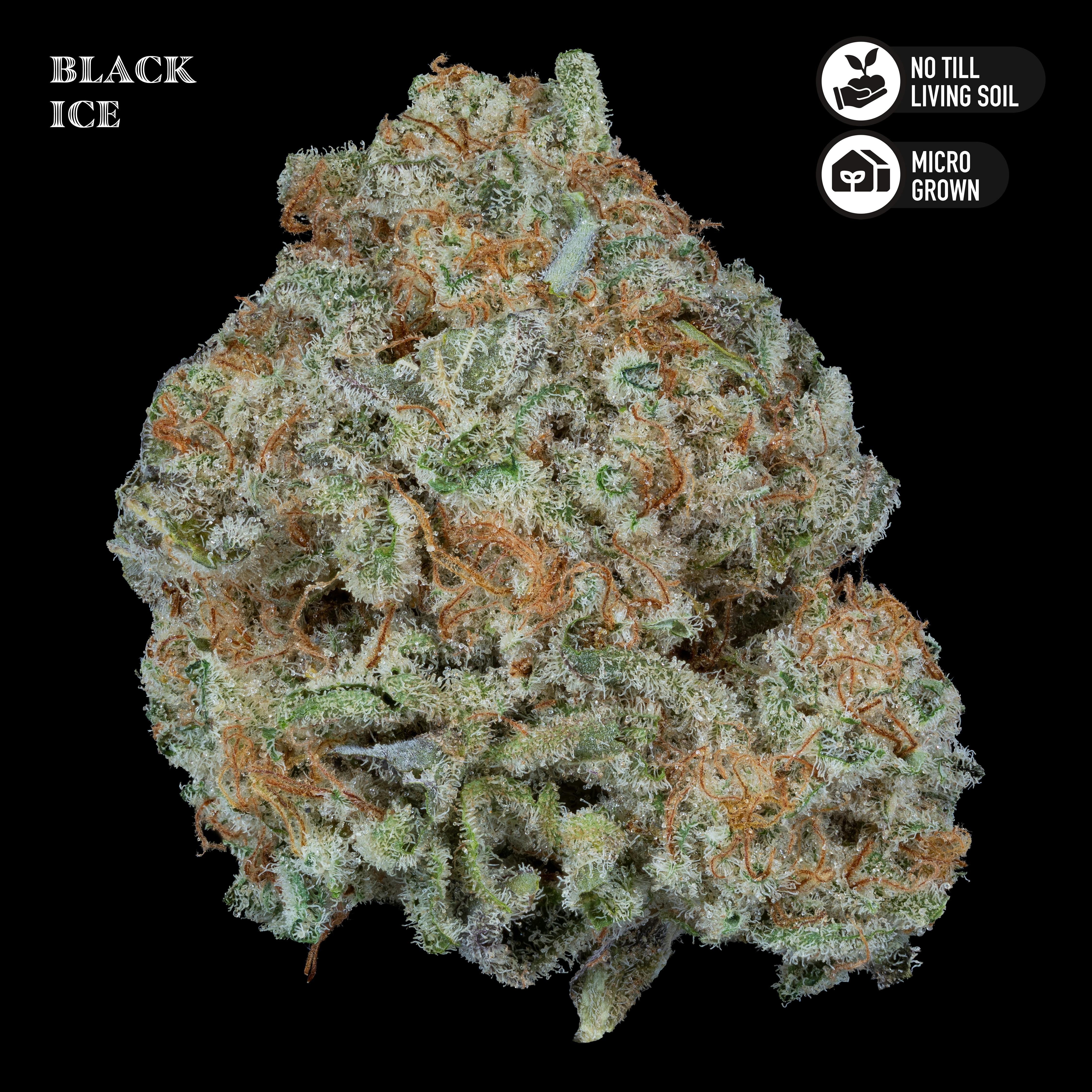 Royal Genetics | Black Ice | Flower | Indica | 3.5g