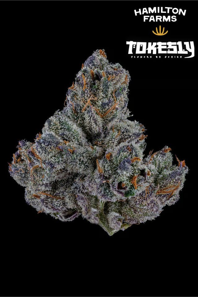 Hamilton Farms x Tokesly Holy Communion