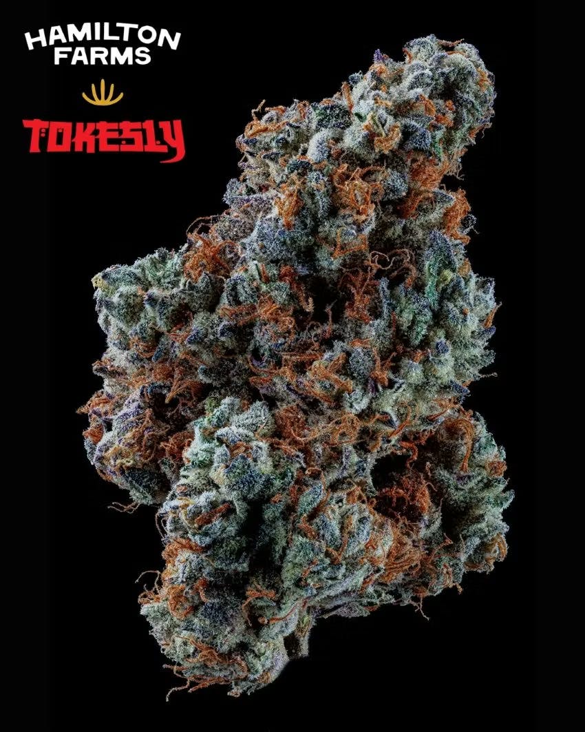 Hamilton Farms x Tokesly Dante's Garden