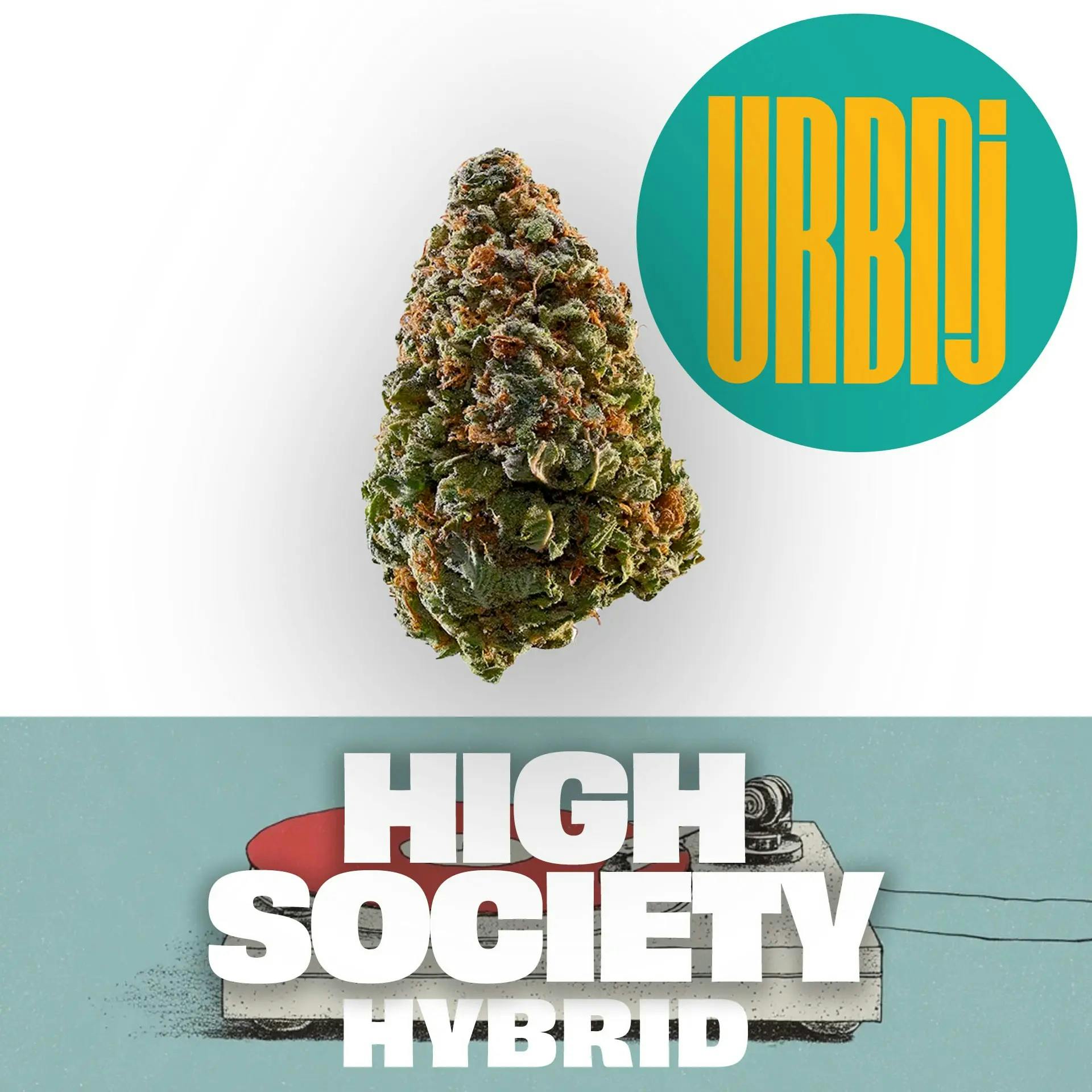 FLOWER | HIGH SOCIETY | 28G - 28 G