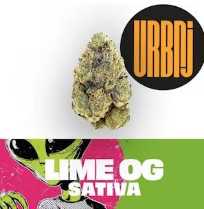 FLOWER | LIME OG | 7G - 7 G