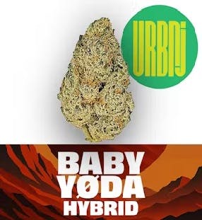 FLOWER | BABY YODA |  PRE-PACK