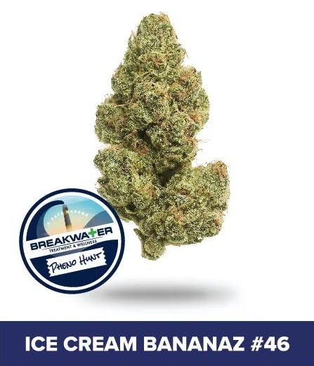 BREAKWATER | ICE CREAM BANANAZ #46 | 3.5G FLOWER