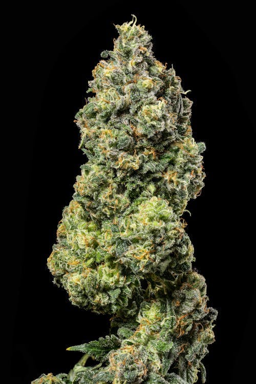 Lemon Haze - 1/8oz in West New York
