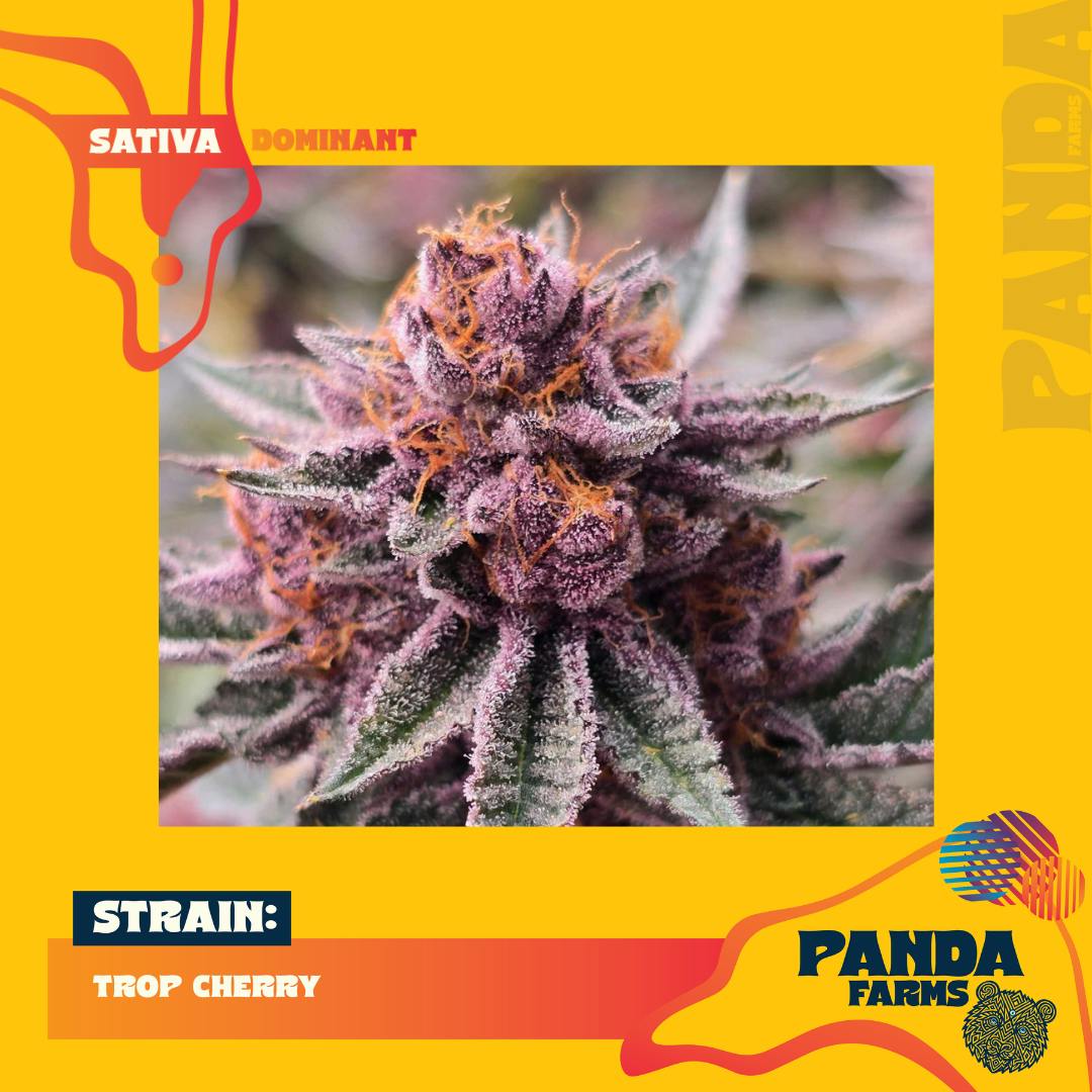 Trop Cherry (S) | 3.5g