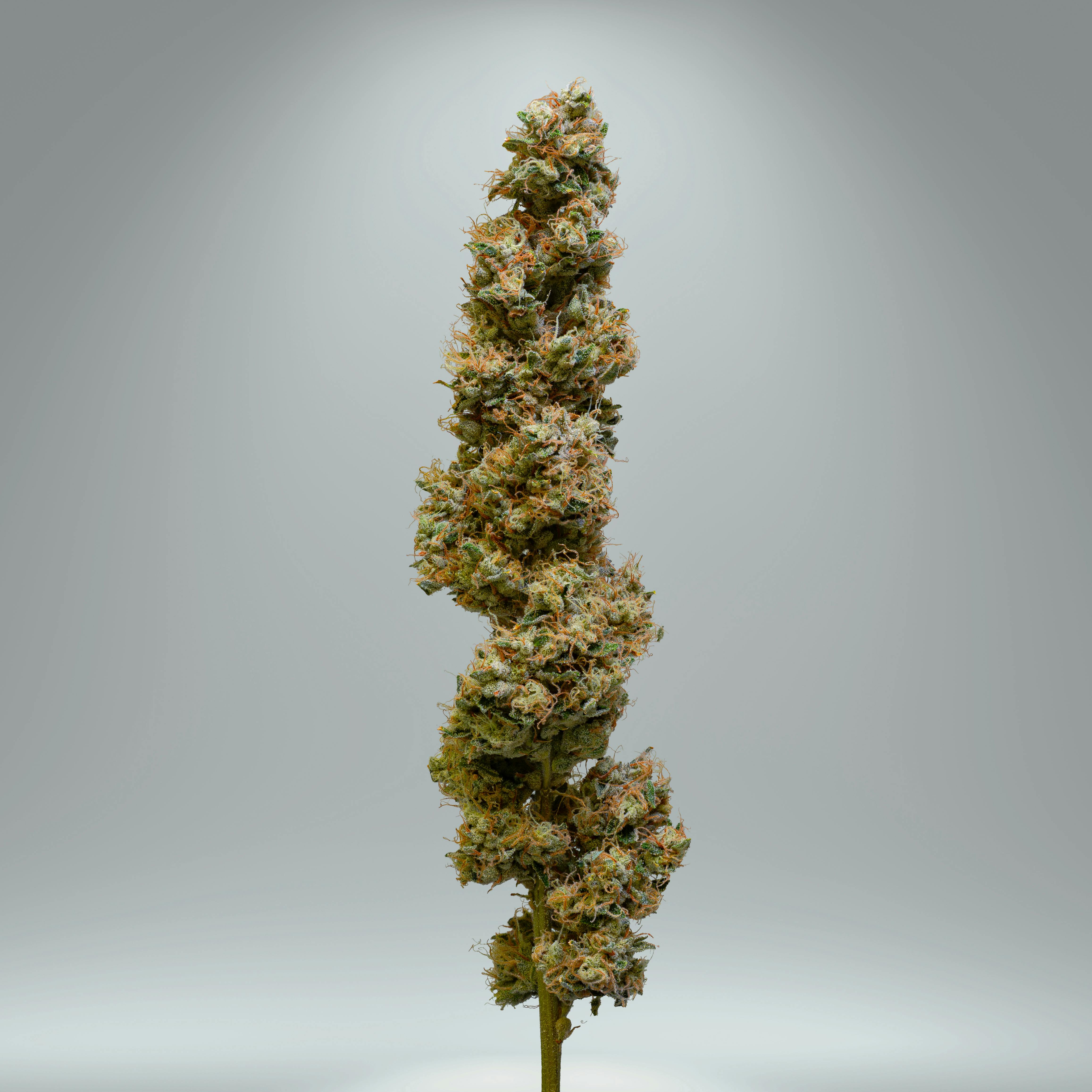 FATSO | 3.5G | FLOWER