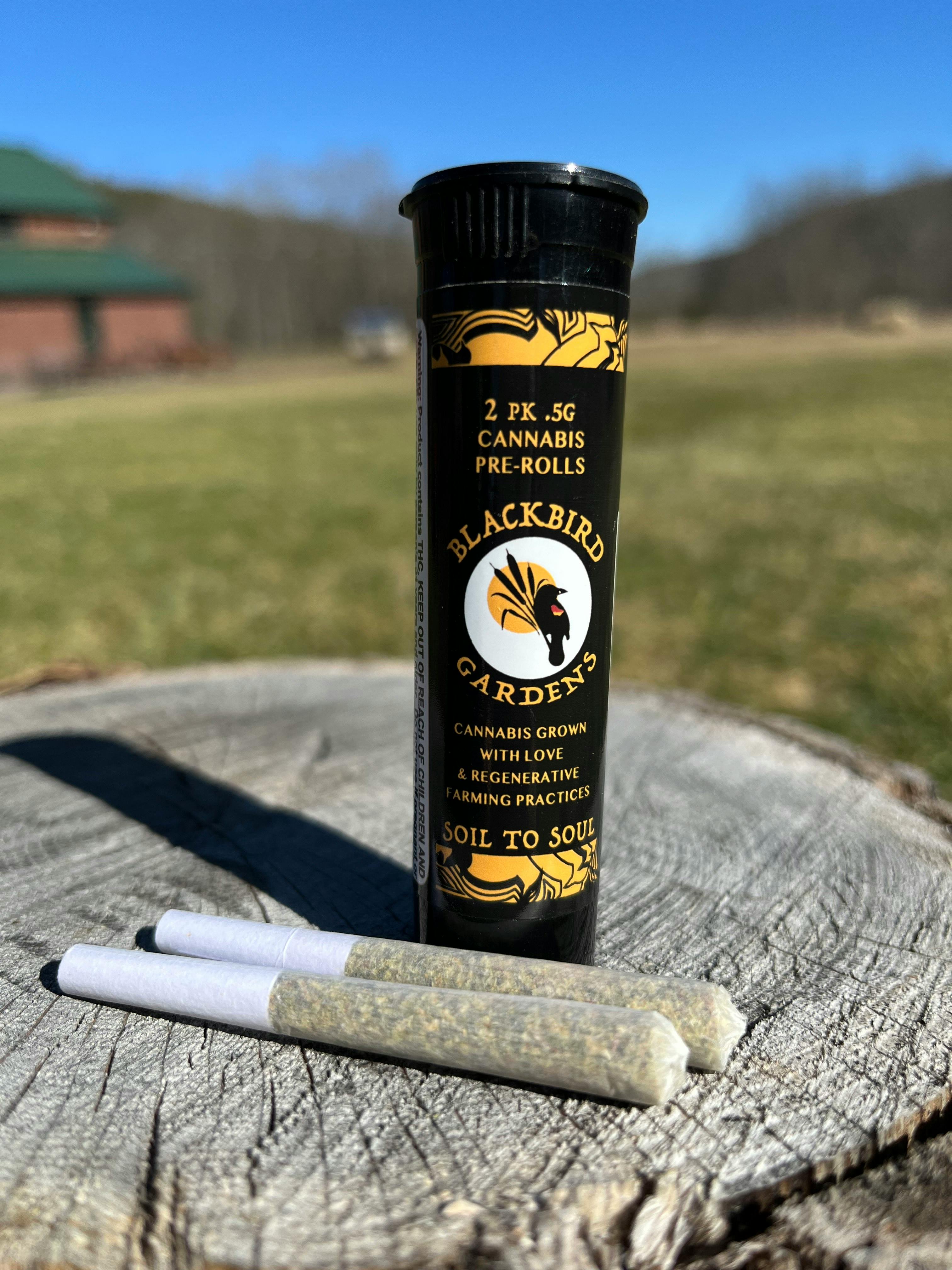 Blackbird Gardens | Pine Sap OG | 2pk Prerolls | Indica | 1g