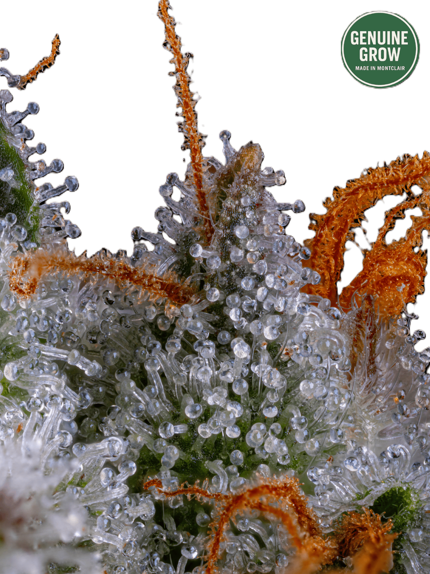 Mercy | 1/8 oz