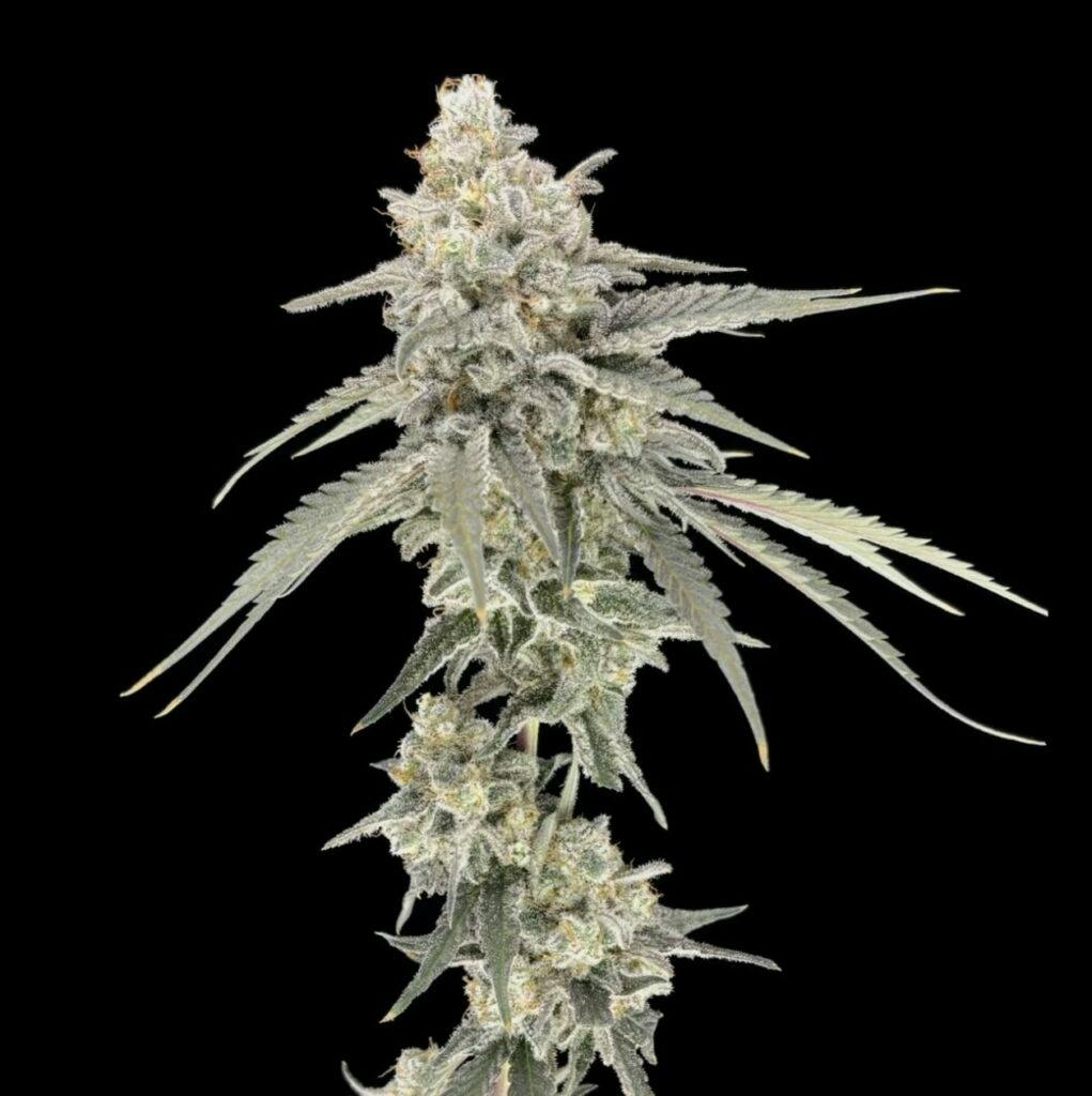 MUSK 3.5 GRAMS | FLOWER