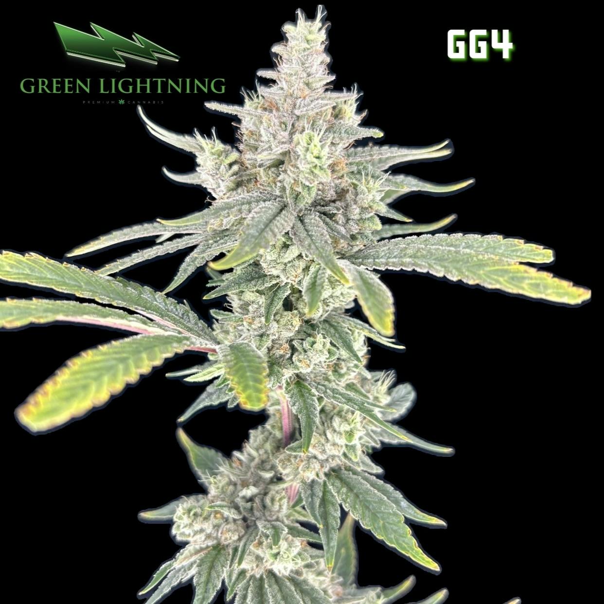 GG4 3.5 GRAMS | FLOWER
