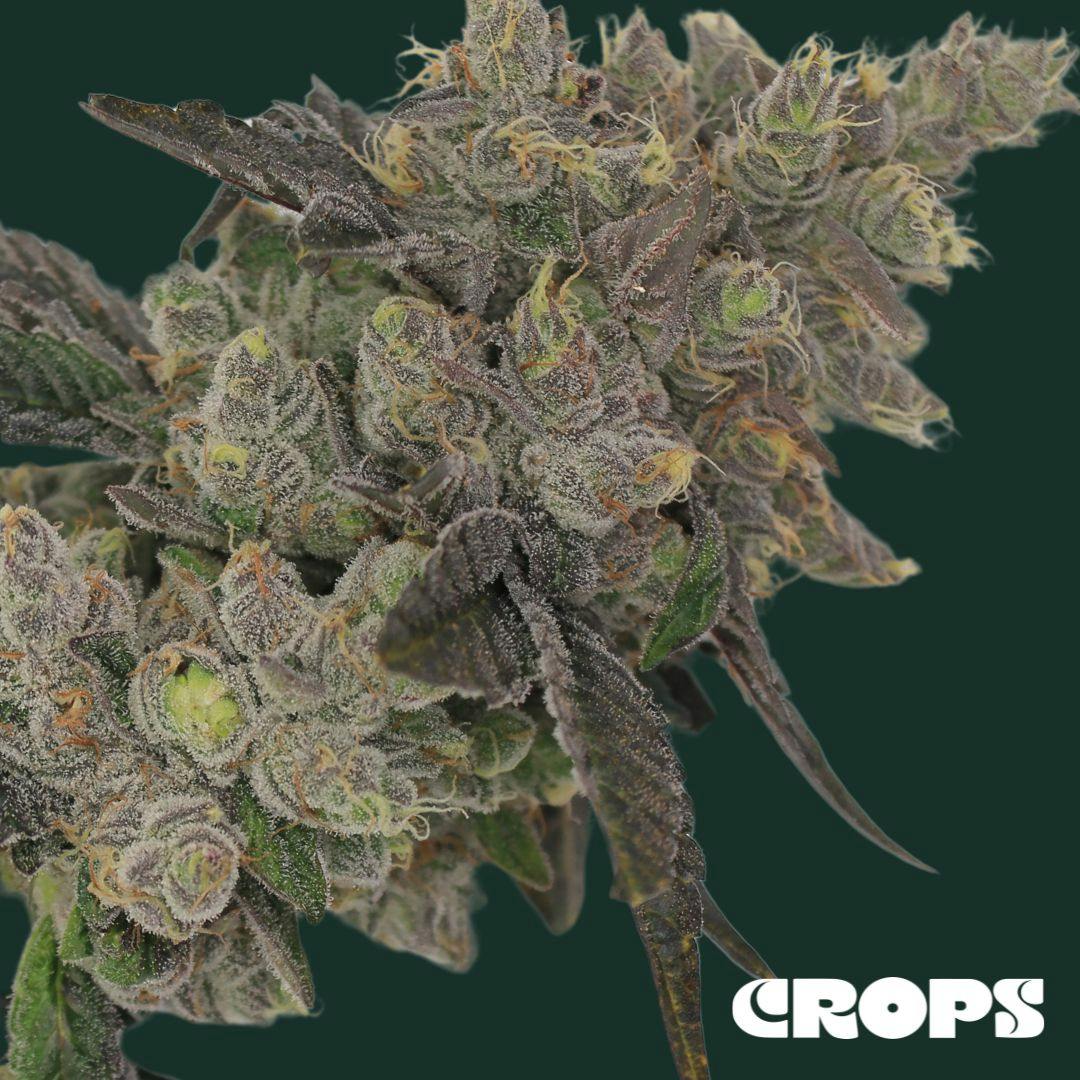 MAC STOMPER 5 G FLOWER JUSTICE GROWN