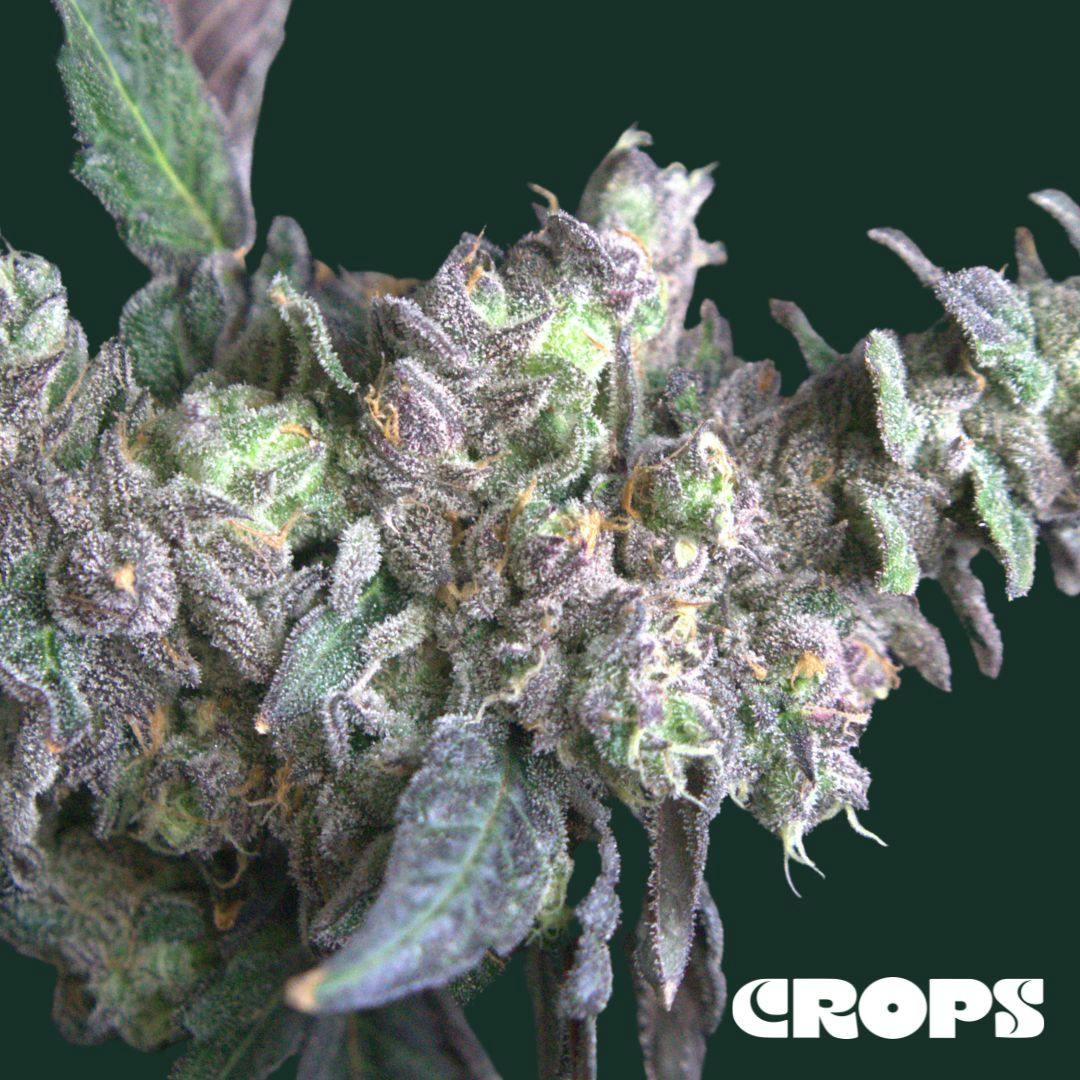 RUBY VIOLET 1G FLOWER CROPS
