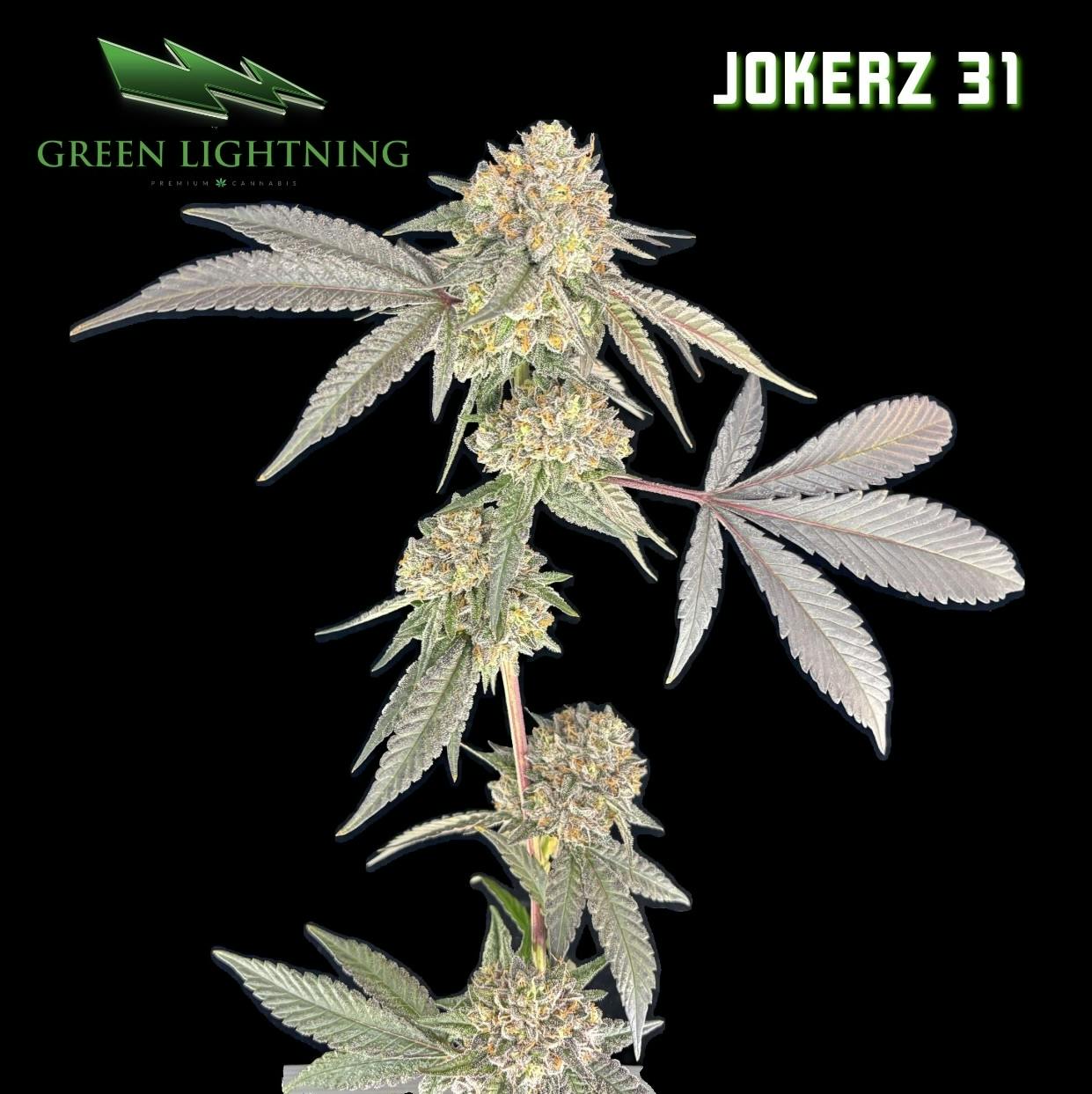 JOKERZ 3.5 GRAMS | FLOWER