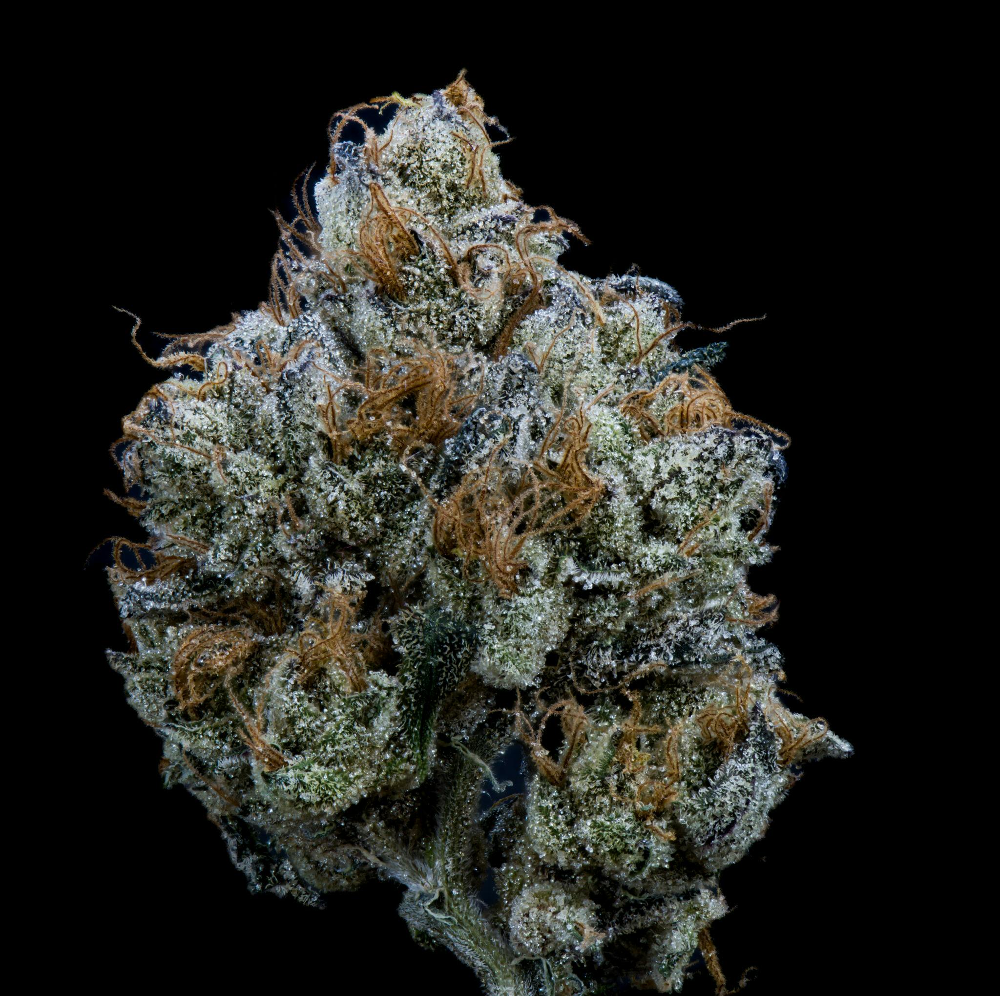 STRAWPICANNA 8TH BY KUSALA CARE | FLOWER