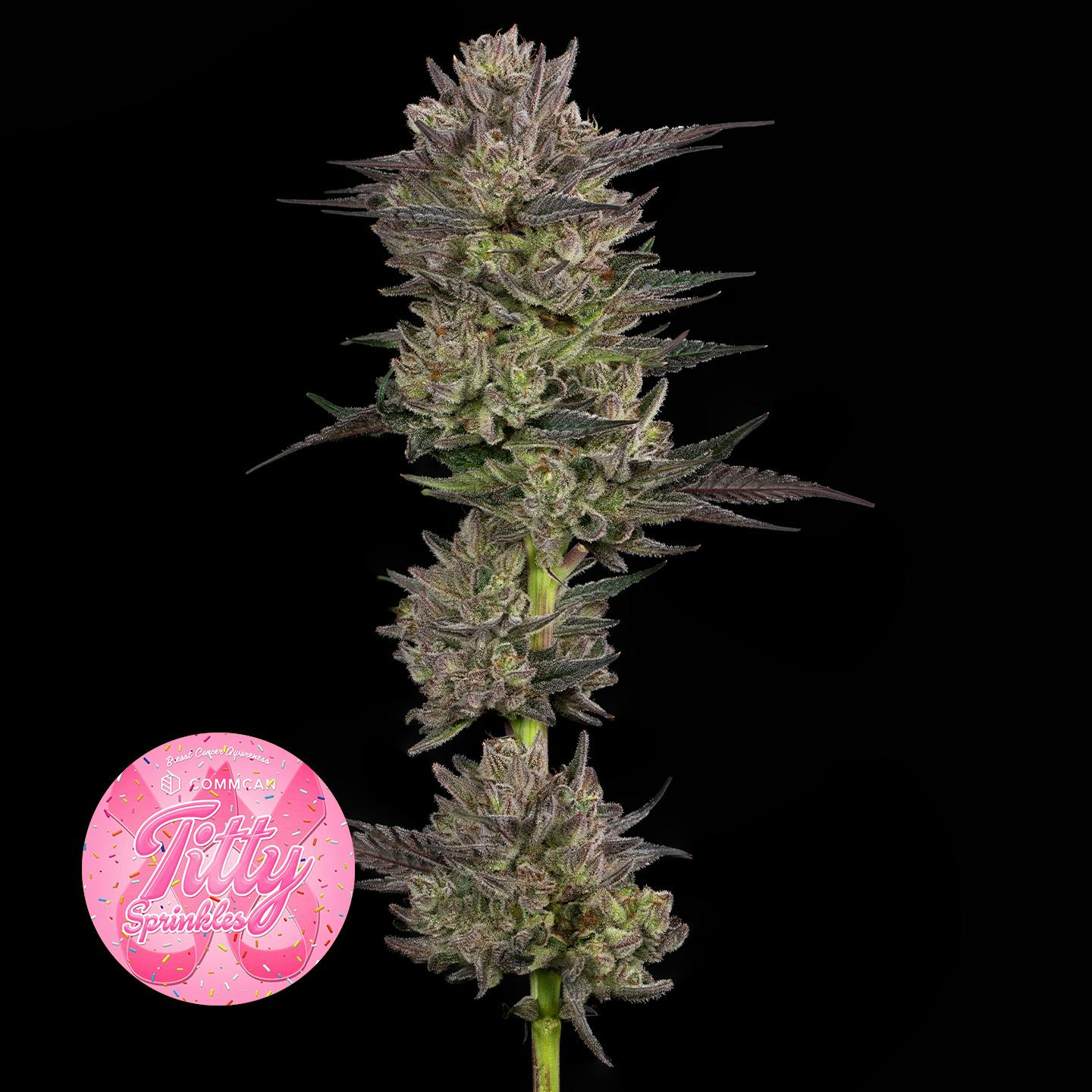 Titty Sprinkles - 3.5g | All Flower | CommCan | CommCan