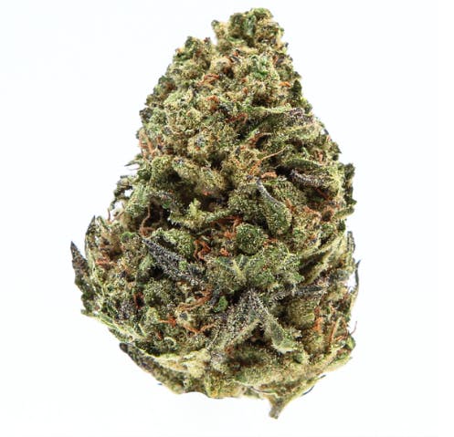 Slack Hollow | Birthday Cake | Flower | IndHyb | 1g
