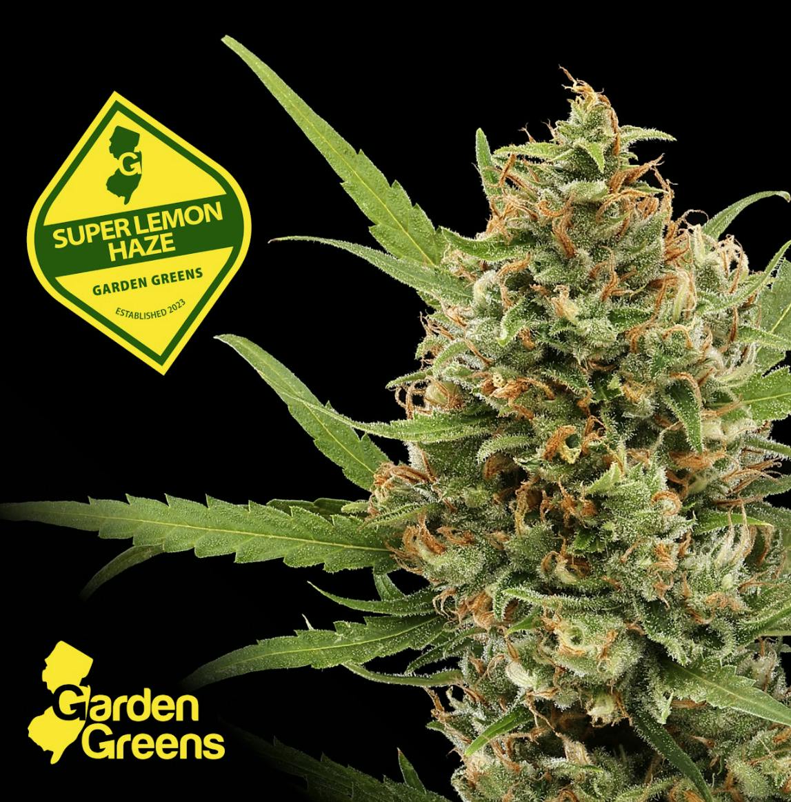 Super Lemon Haze I  I Garden Greens