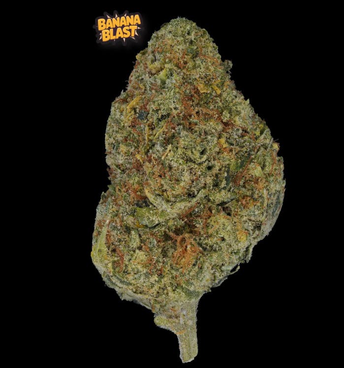 Banana Blast Flower |