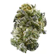 Altitude TT Sprinkles (I) Popcorn Buds 14g - 14g
