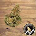 Berkshire Roots Congolese Kush (H) 14g | 27.75% TAC - 14g
