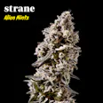 Strane Alien Mints (H) Popcorn Buds 14g | 30.18% TAC - 14g