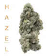 Hazel Jungle Pie (H) 3.5g | 31.87% TAC - 3.5g