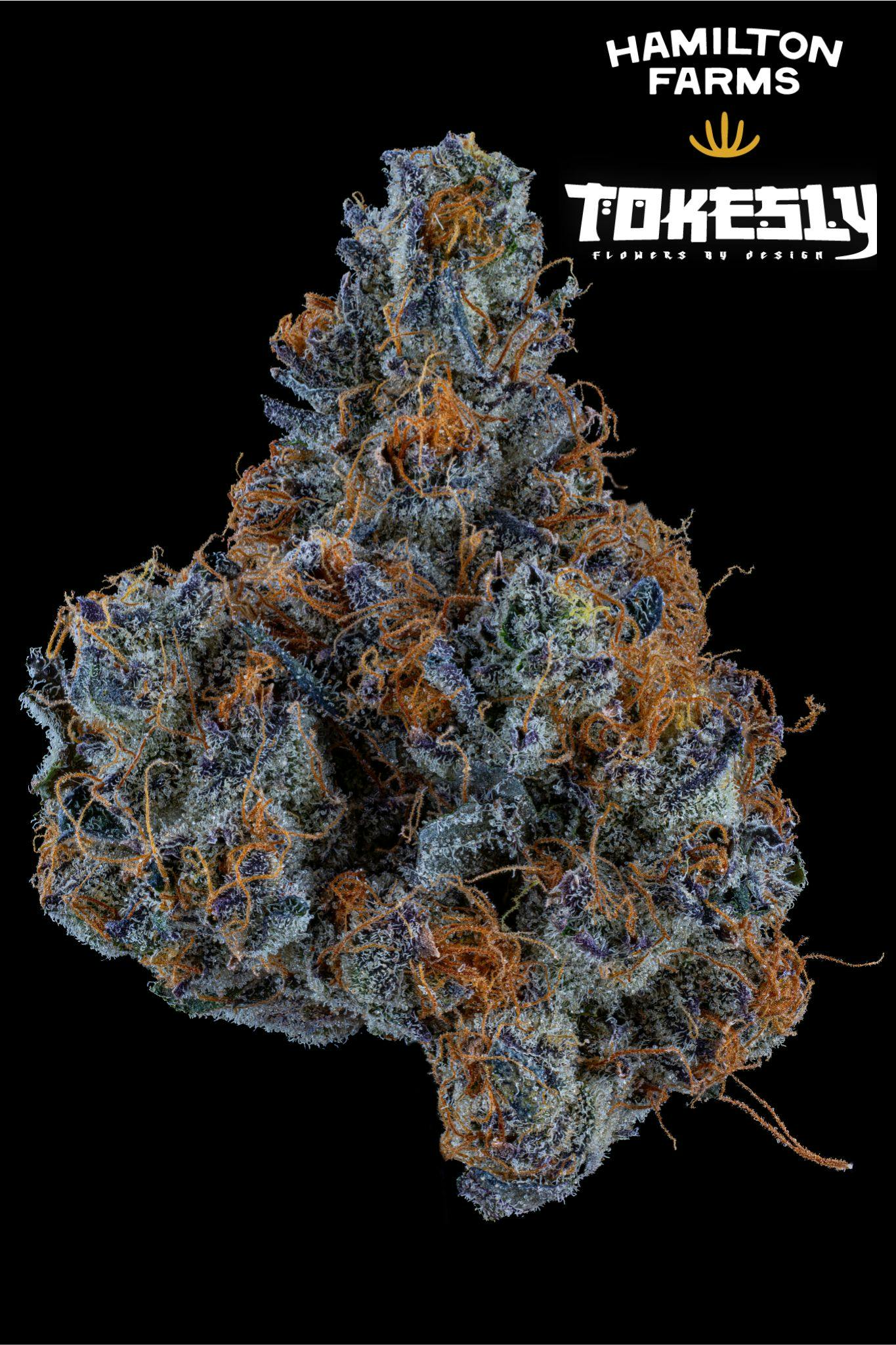 Strawberry Milano - Tokesly x Hamilton Farms - 3.