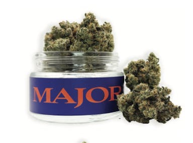 Major | Flower | 3.5g | JFK