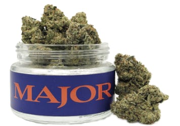 Major | Flower | 3.5g | Blueberry Thinmint
