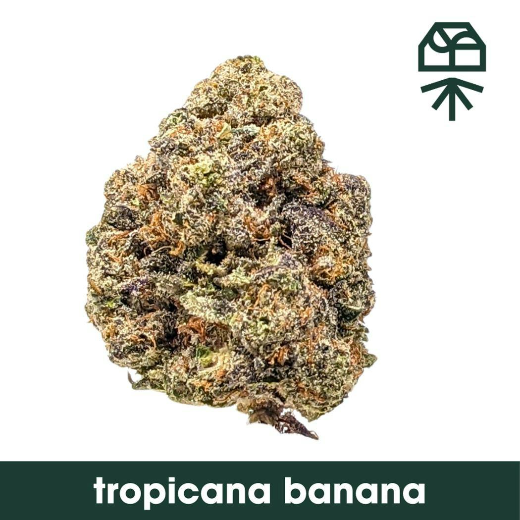 GRASSROOTS | TROPICANA BANANA WHOLE FLOWER - 3.5G