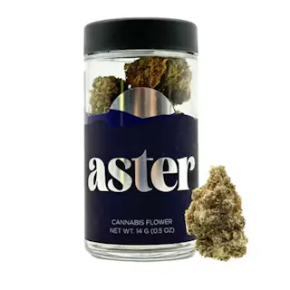 Aster - El Chivo - 14g