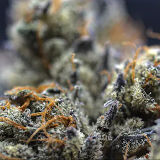 Milkweed - The Queen (Indoor Hydroponics) - 3.5g