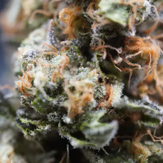 Milkweed - Magic Pop Rocks (Indoor Hydroponics) - 3.5g