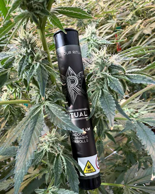 Ritual - Blue Dream - 2pk - .5g