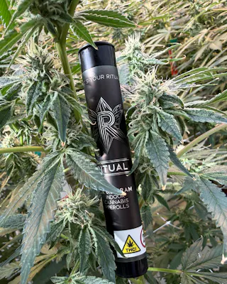 Ritual - Papaya plum - 2pk - .5g