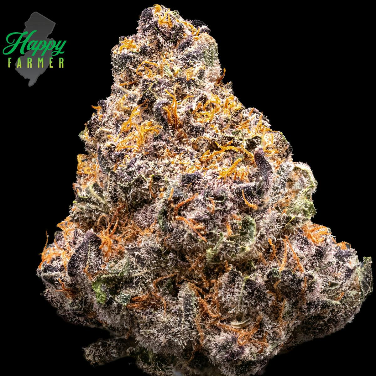Tropical Gelato - 3.