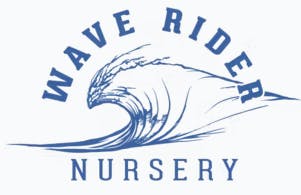 HASH INFUSED PINK RUNTZ PRE-ROLL 1G G1 - 1 G