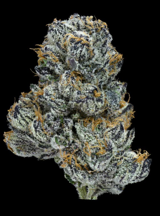 VIOLET DREAMS 3.5G 1D - 3.5 G