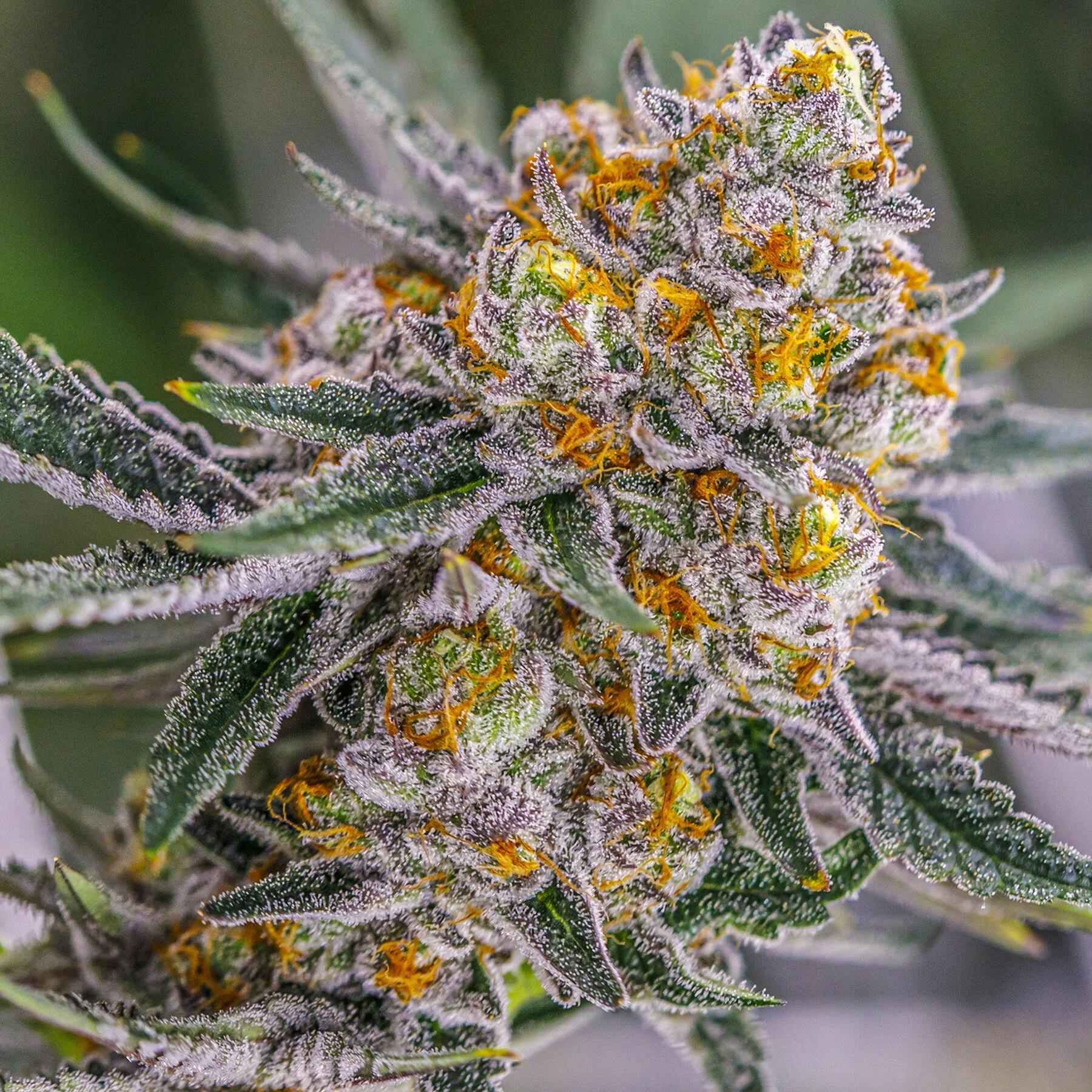 SEABISCUIT A2 3.5G D8