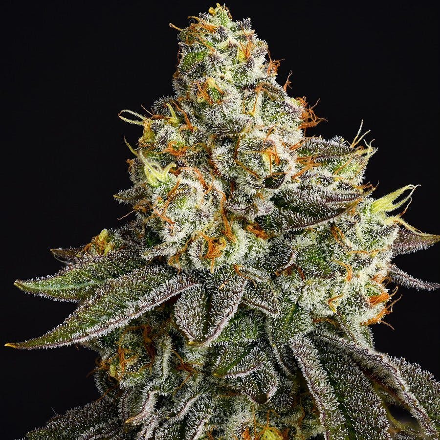 ZUSHI 3.5G I1