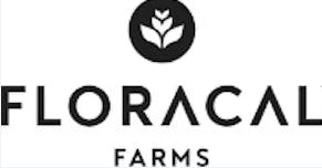 LAVA KUSH 3.5G G4 - 3.5 G