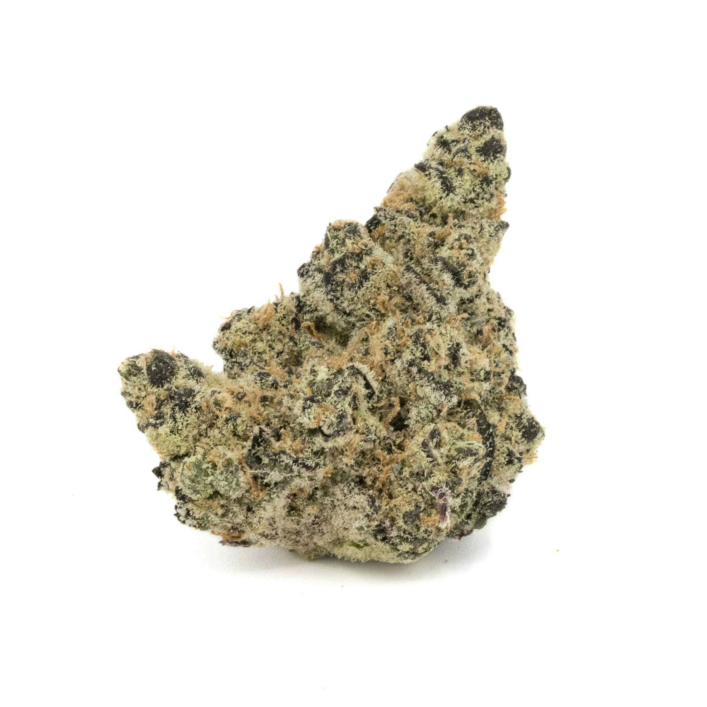 GOVERNMINT OASIS [3.5G]